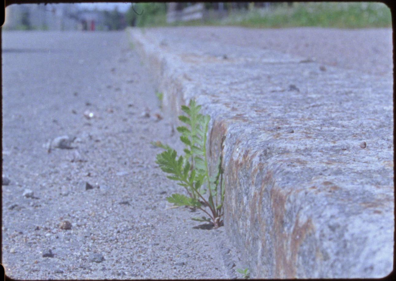 plant on the street